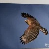 Photo of Red-Shouldered Hawk